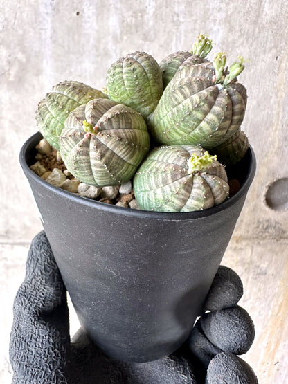 【現品限り】ユーフォルビア・オベサ 多頭【H64】 Euphorbia obesa