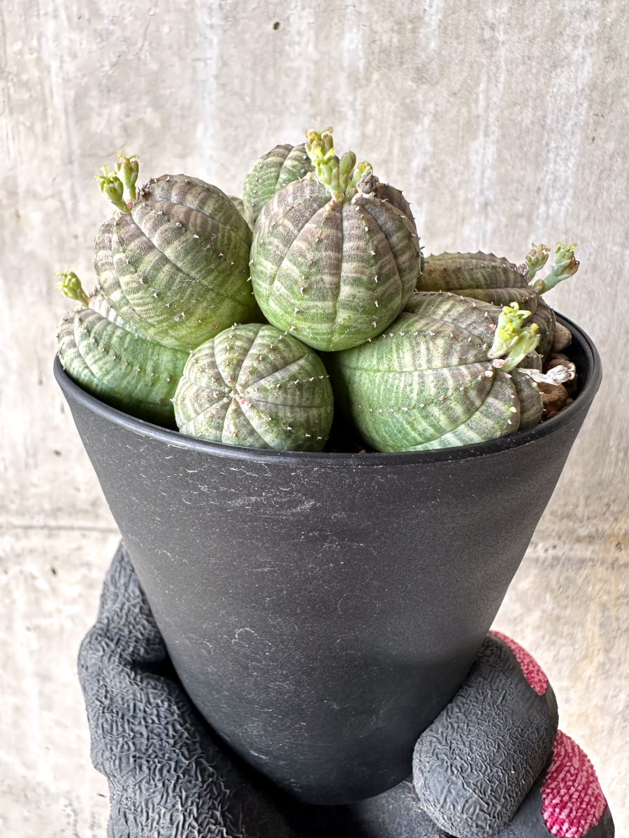 【現品限り】ユーフォルビア・オベサ 多頭【H64】 Euphorbia obesa