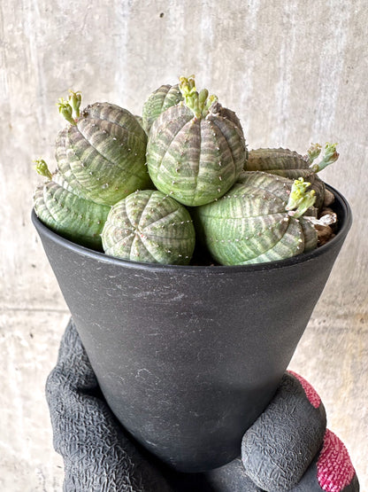 【現品限り】ユーフォルビア・オベサ 多頭【H64】 Euphorbia obesa