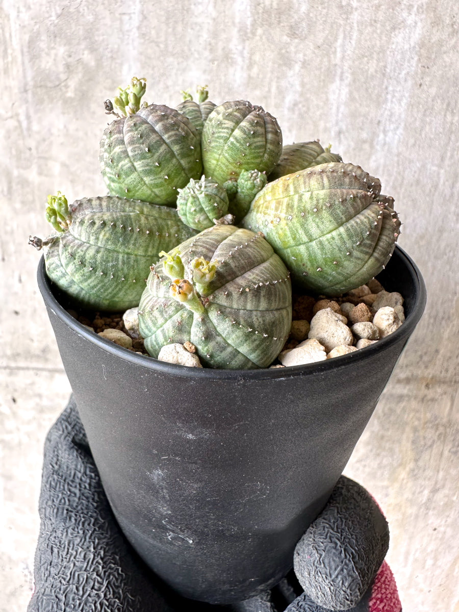 【現品限り】ユーフォルビア・オベサ 多頭【H64】 Euphorbia obesa