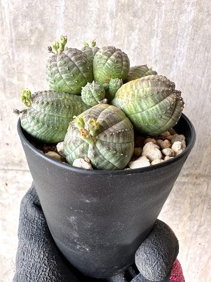 【現品限り】ユーフォルビア・オベサ 多頭【H64】 Euphorbia obesa