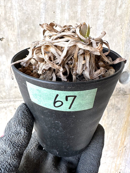 【現品限り】オトンナ・レトロルサ 実生3年【H67】 Othonna retrorsa