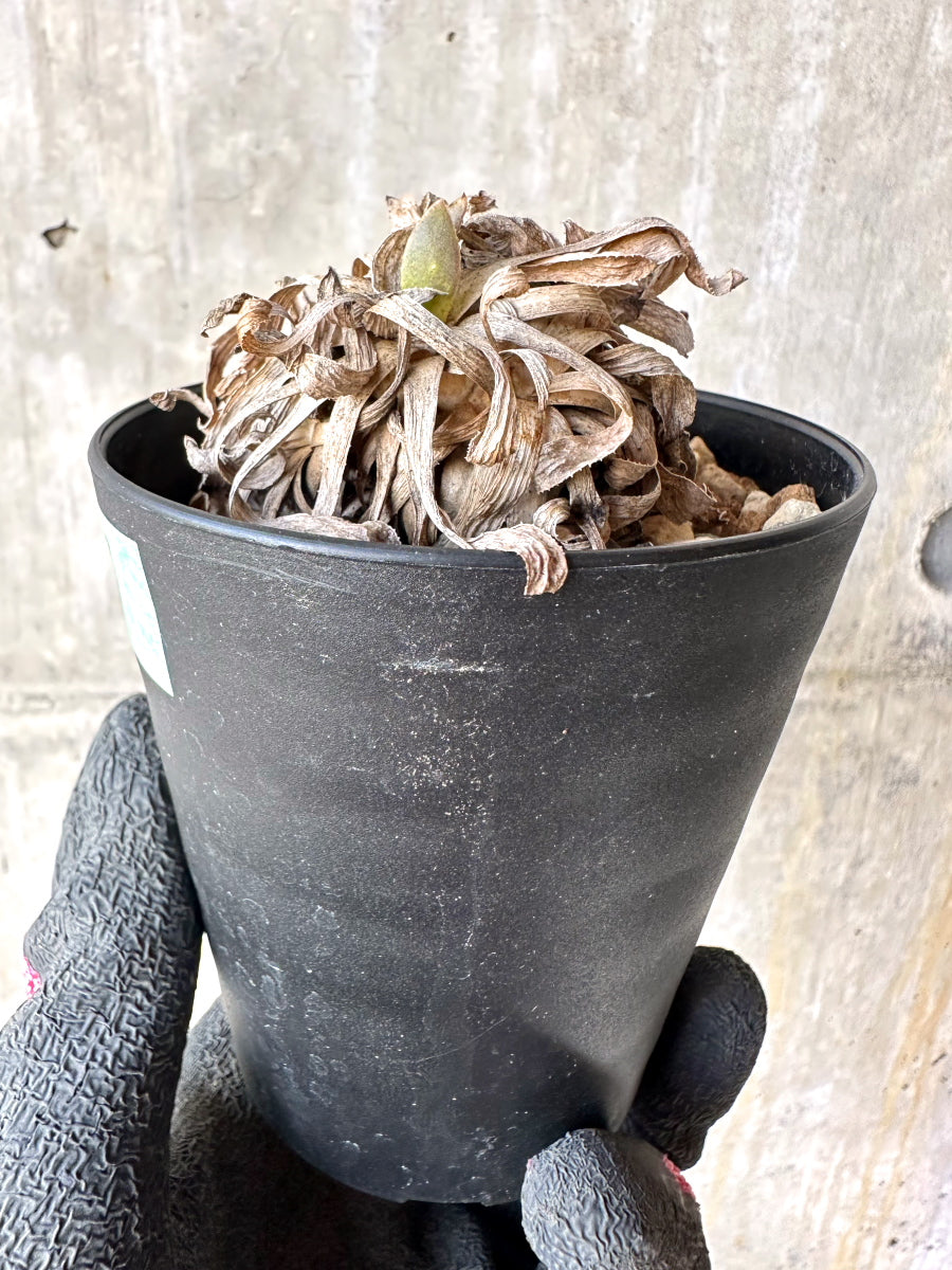 【現品限り】オトンナ・レトロルサ 実生3年【H67】 Othonna retrorsa