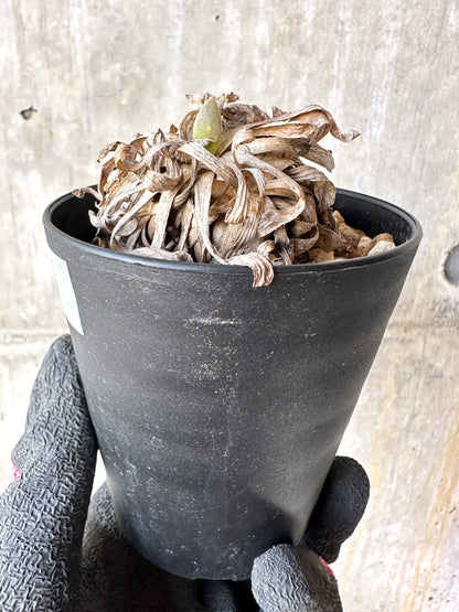 【現品限り】オトンナ・レトロルサ 実生3年【H67】 Othonna retrorsa