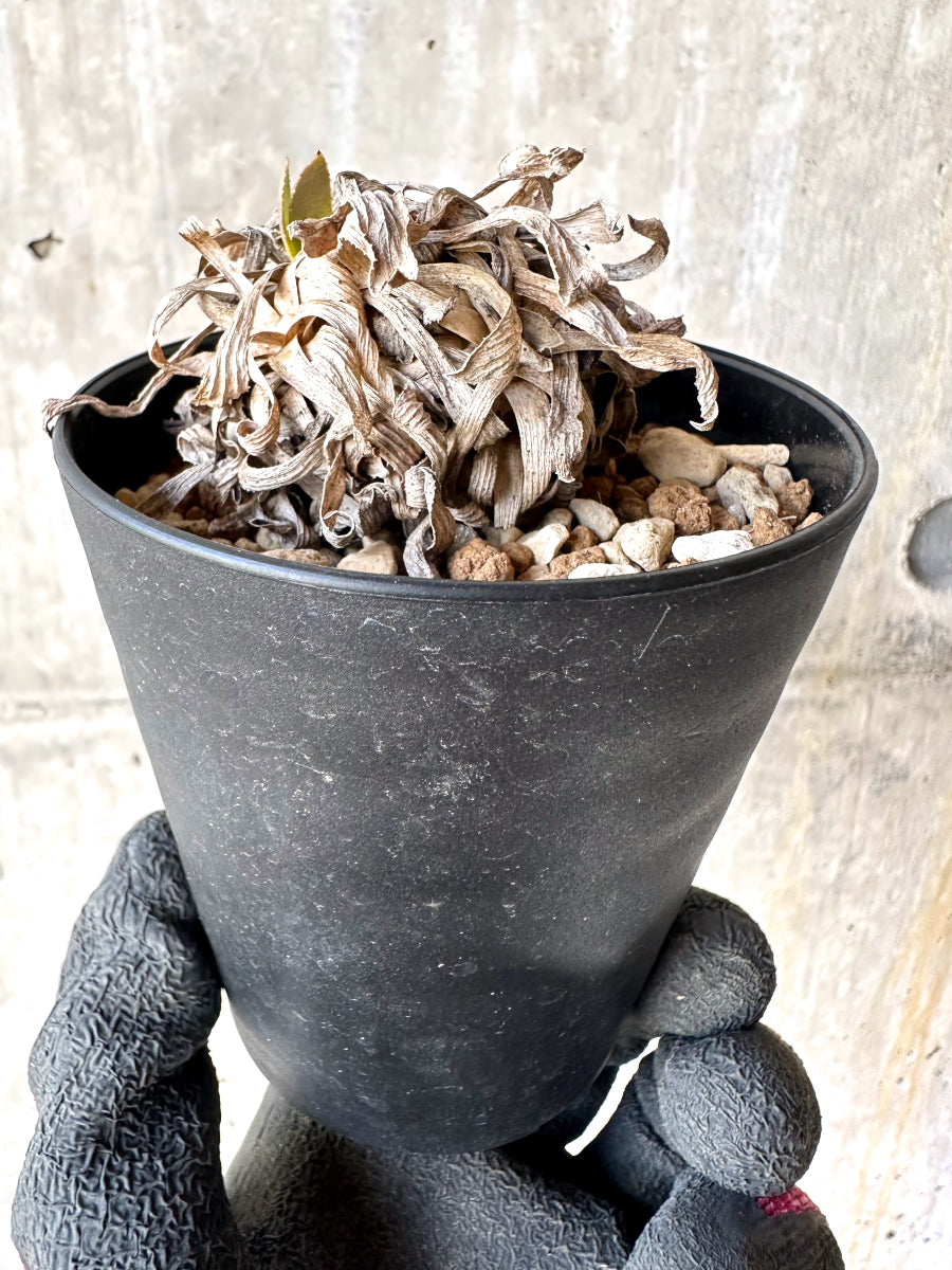 【現品限り】オトンナ・レトロルサ 実生3年【H67】 Othonna retrorsa