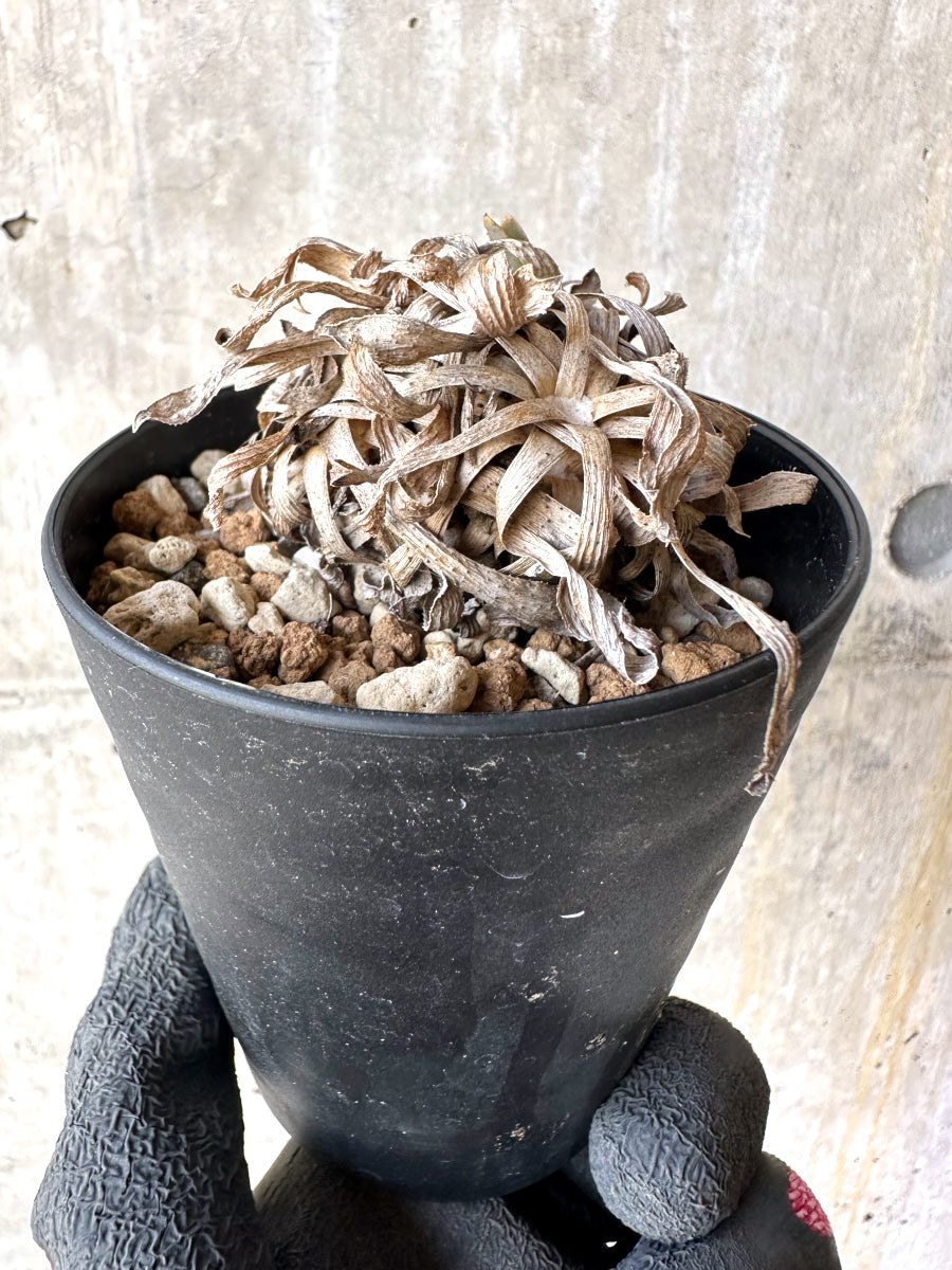 【現品限り】オトンナ・レトロルサ 実生3年【H67】 Othonna retrorsa