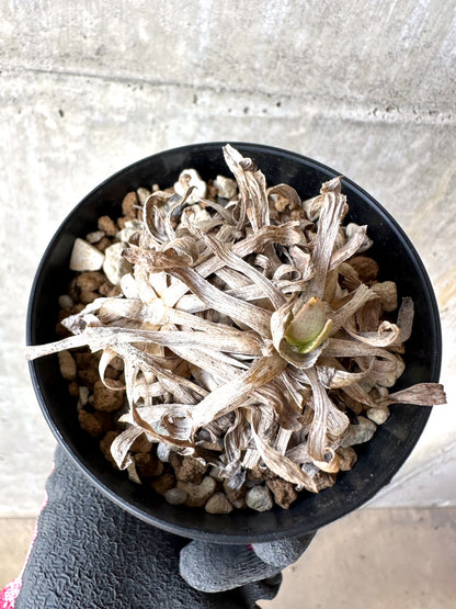 【現品限り】オトンナ・レトロルサ 実生3年【H67】 Othonna retrorsa