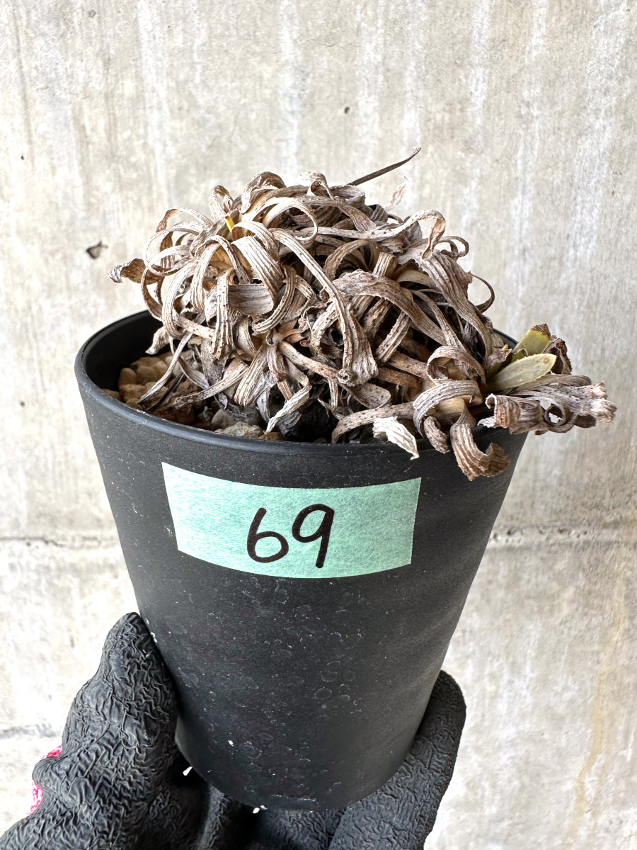 【現品限り】オトンナ・レトロルサ 実生3年【H69】 Othonna retrorsa