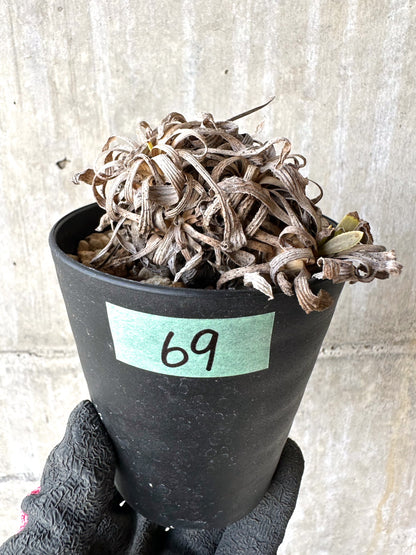 【現品限り】オトンナ・レトロルサ 実生3年【H69】 Othonna retrorsa