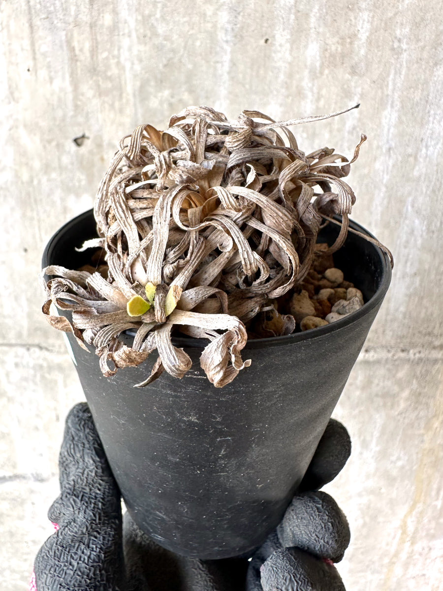 【現品限り】オトンナ・レトロルサ 実生3年【H69】 Othonna retrorsa