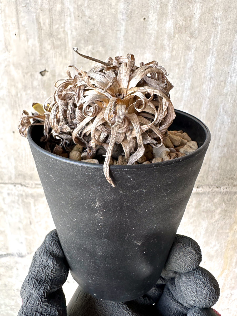 【現品限り】オトンナ・レトロルサ 実生3年【H69】 Othonna retrorsa