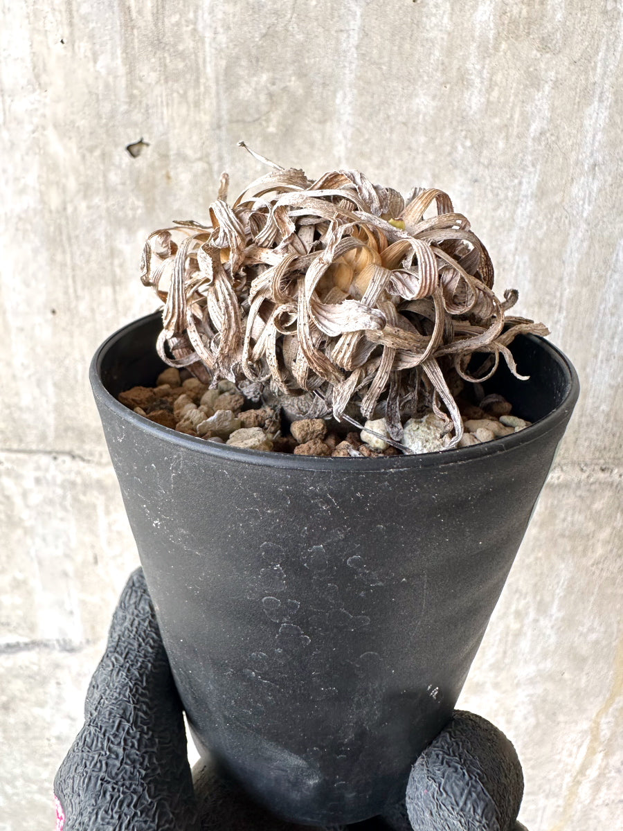 【現品限り】オトンナ・レトロルサ 実生3年【H69】 Othonna retrorsa