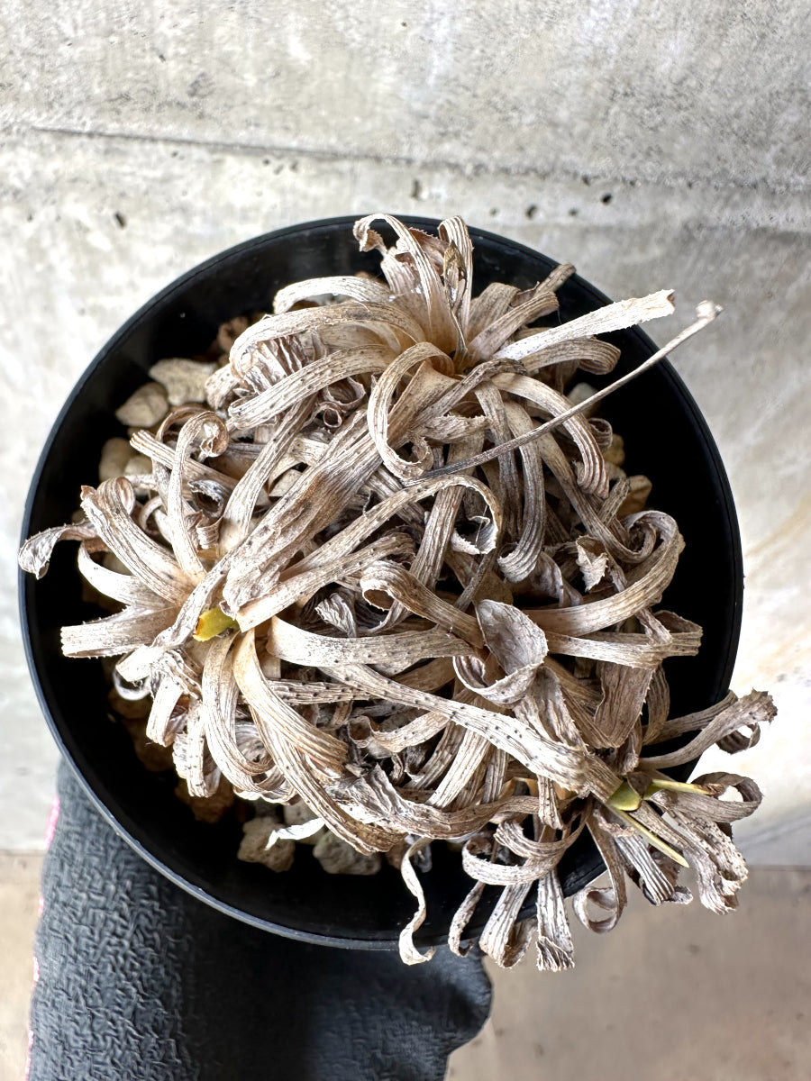 【現品限り】オトンナ・レトロルサ 実生3年【H69】 Othonna retrorsa