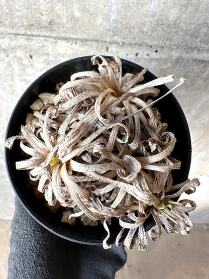 【現品限り】オトンナ・レトロルサ 実生3年【H69】 Othonna retrorsa