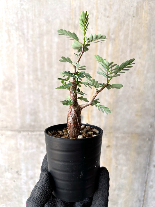 【現品限り】センナ・メリディオナリス 実生【H6】 Senna meridionalis