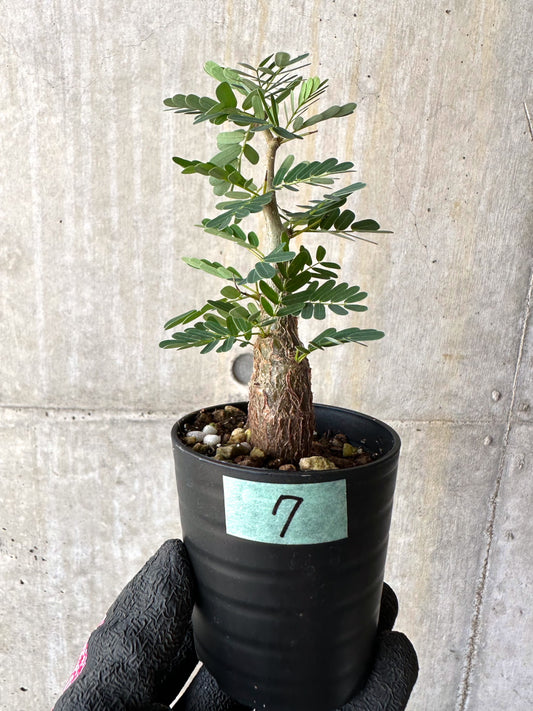 【現品限り】センナ・メリディオナリス 実生【H7】 Senna meridionalis