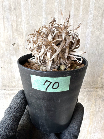 【現品限り】オトンナ・レトロルサ 実生3年【H70】 Othonna retrorsa