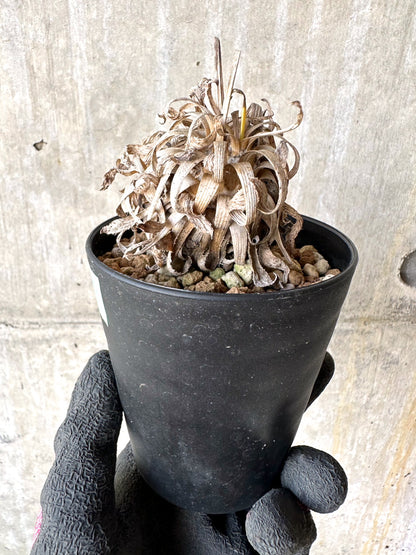 【現品限り】オトンナ・レトロルサ 実生3年【H70】 Othonna retrorsa