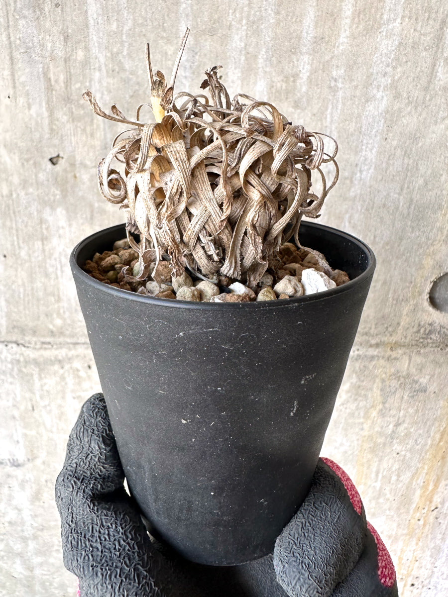 【現品限り】オトンナ・レトロルサ 実生3年【H70】 Othonna retrorsa