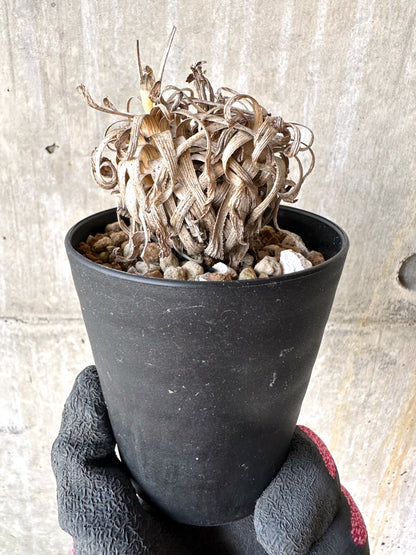 【現品限り】オトンナ・レトロルサ 実生3年【H70】 Othonna retrorsa