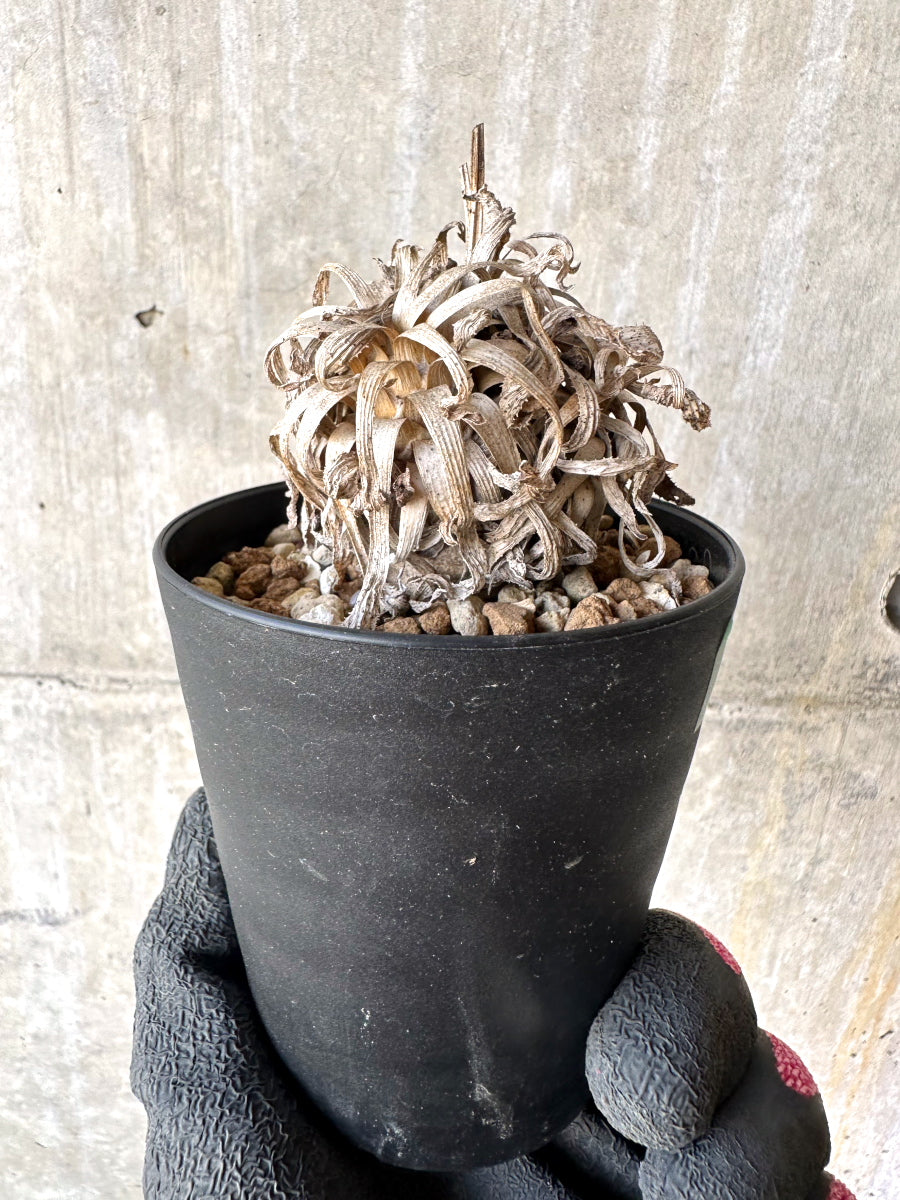 【現品限り】オトンナ・レトロルサ 実生3年【H70】 Othonna retrorsa