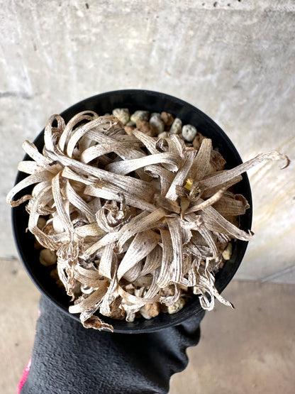 【現品限り】オトンナ・レトロルサ 実生3年【H70】 Othonna retrorsa