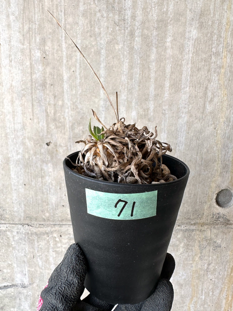 【現品限り】オトンナ・レトロルサ 実生3年【H71】 Othonna retrorsa