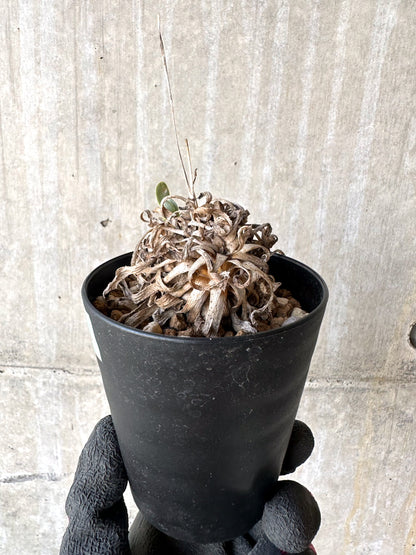 【現品限り】オトンナ・レトロルサ 実生3年【H71】 Othonna retrorsa