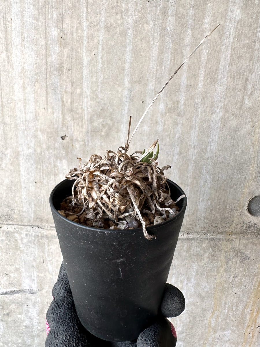 【現品限り】オトンナ・レトロルサ 実生3年【H71】 Othonna retrorsa