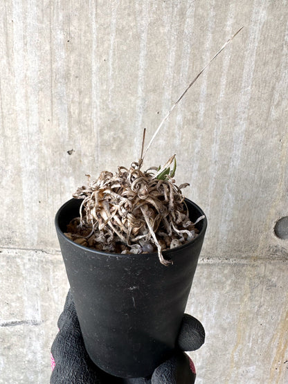 【現品限り】オトンナ・レトロルサ 実生3年【H71】 Othonna retrorsa