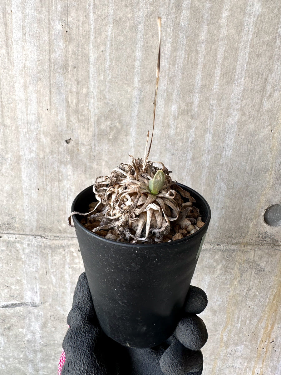 【現品限り】オトンナ・レトロルサ 実生3年【H71】 Othonna retrorsa