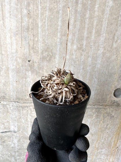 【現品限り】オトンナ・レトロルサ 実生3年【H71】 Othonna retrorsa