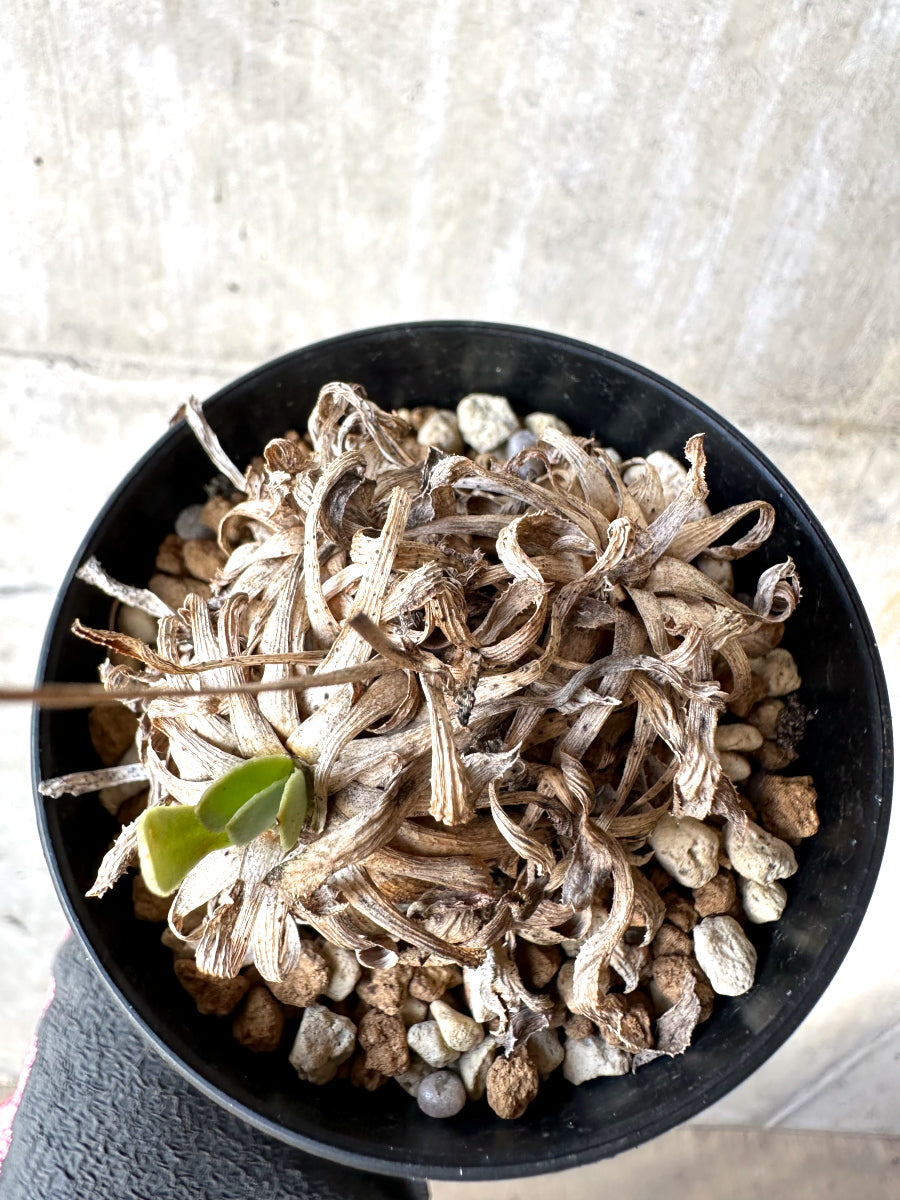 【現品限り】オトンナ・レトロルサ 実生3年【H71】 Othonna retrorsa