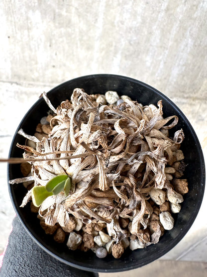 【現品限り】オトンナ・レトロルサ 実生3年【H71】 Othonna retrorsa