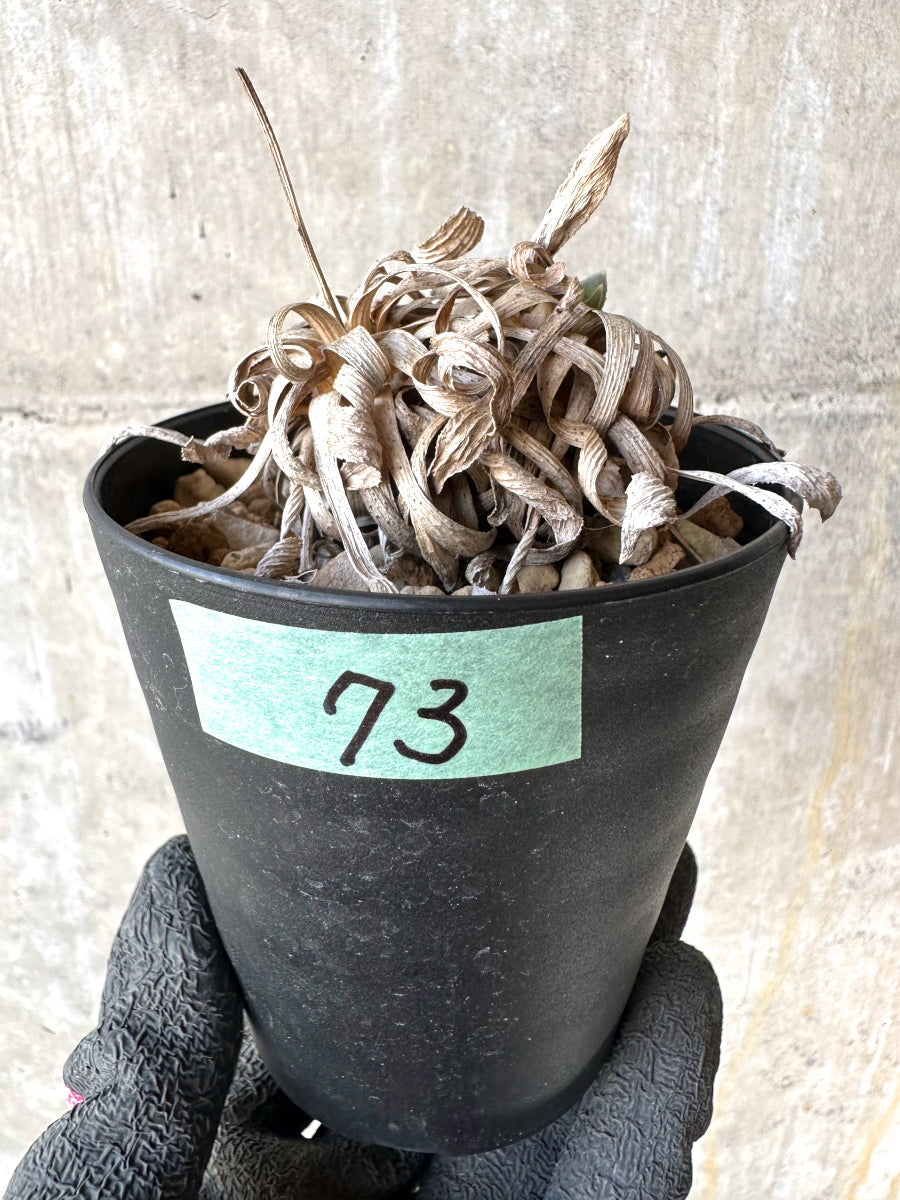 【現品限り】オトンナ・レトロルサ 実生3年【H73】 Othonna retrorsa