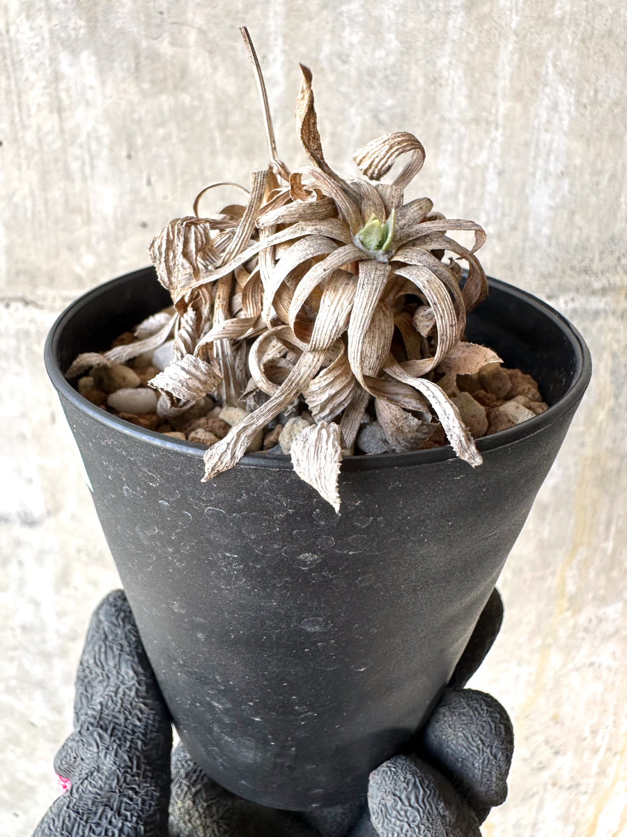 【現品限り】オトンナ・レトロルサ 実生3年【H73】 Othonna retrorsa