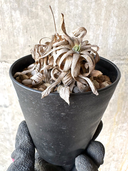 【現品限り】オトンナ・レトロルサ 実生3年【H73】 Othonna retrorsa