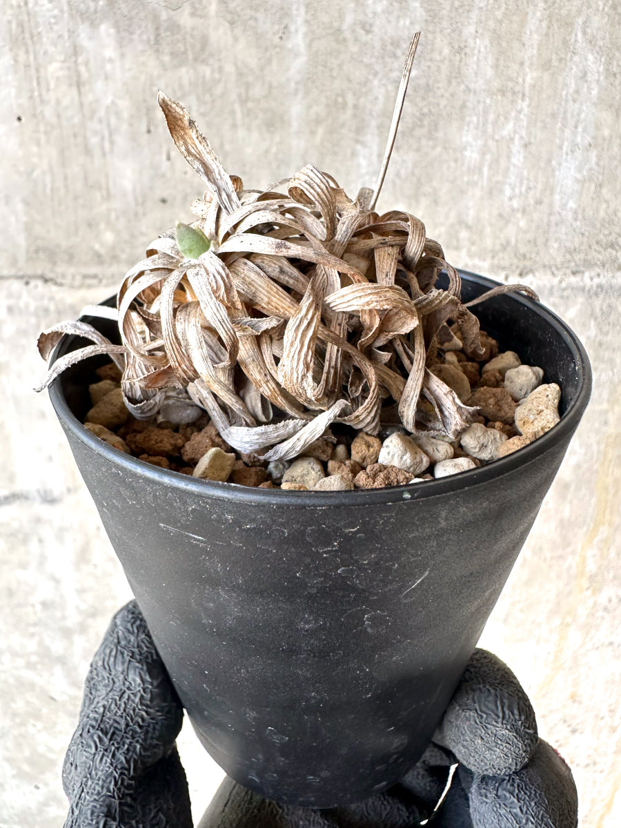 【現品限り】オトンナ・レトロルサ 実生3年【H73】 Othonna retrorsa