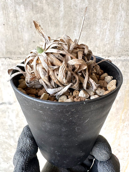 【現品限り】オトンナ・レトロルサ 実生3年【H73】 Othonna retrorsa