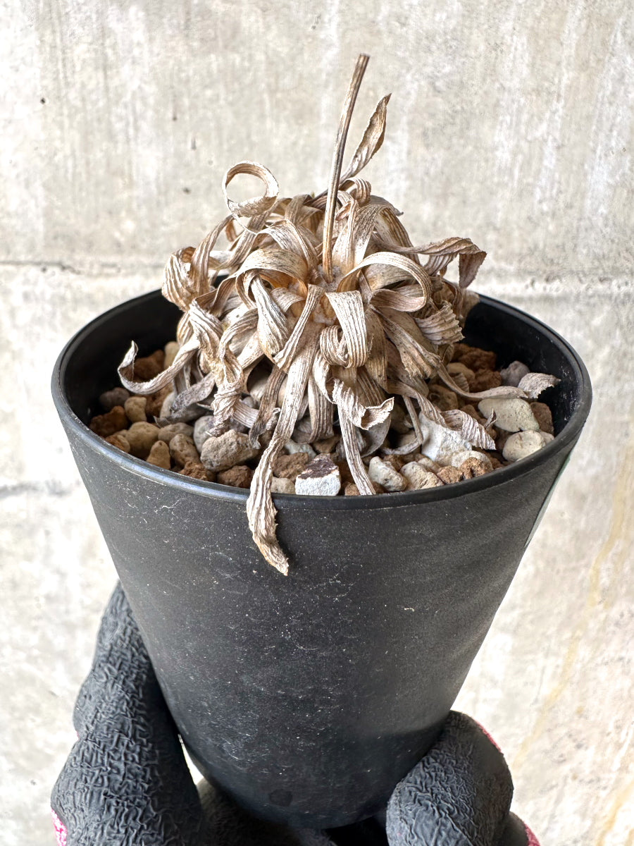 【現品限り】オトンナ・レトロルサ 実生3年【H73】 Othonna retrorsa