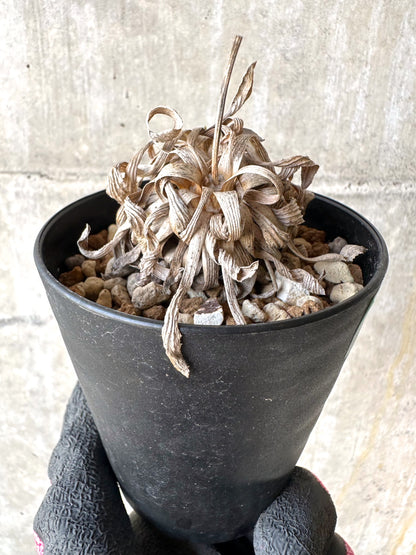 【現品限り】オトンナ・レトロルサ 実生3年【H73】 Othonna retrorsa