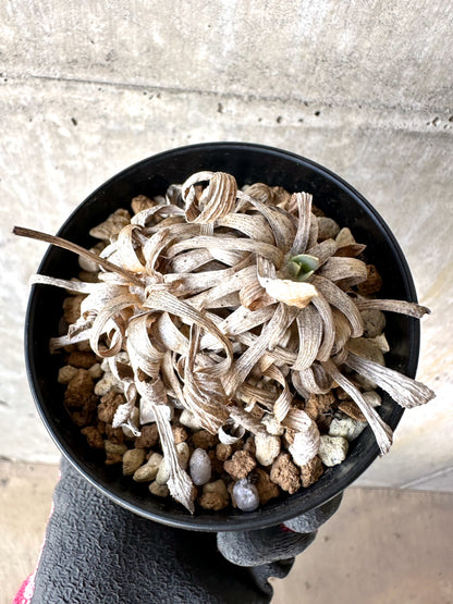 【現品限り】オトンナ・レトロルサ 実生3年【H73】 Othonna retrorsa