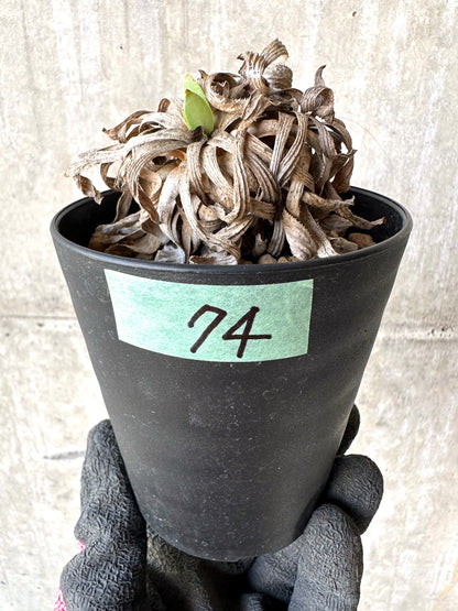 【現品限り】オトンナ・レトロルサ 実生3年【H74】 Othonna retrorsa