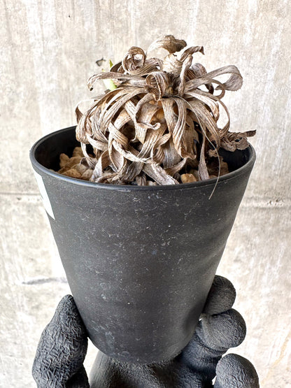 【現品限り】オトンナ・レトロルサ 実生3年【H74】 Othonna retrorsa