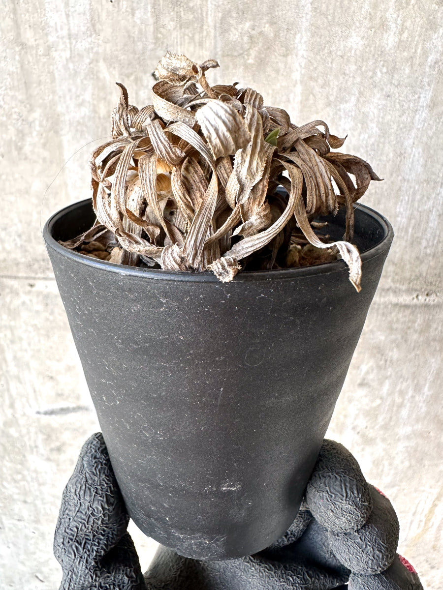 【現品限り】オトンナ・レトロルサ 実生3年【H74】 Othonna retrorsa