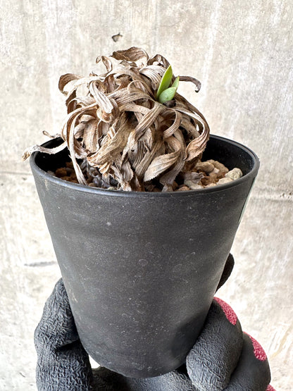 【現品限り】オトンナ・レトロルサ 実生3年【H74】 Othonna retrorsa