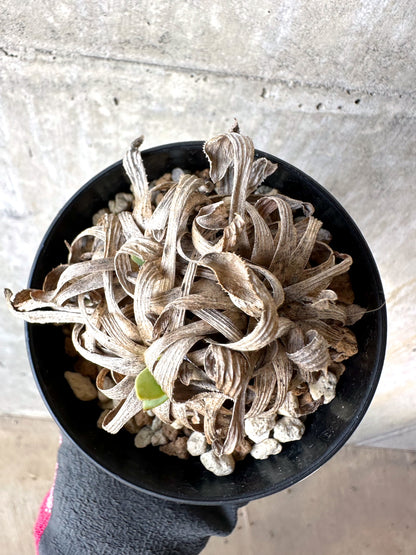 【現品限り】オトンナ・レトロルサ 実生3年【H74】 Othonna retrorsa