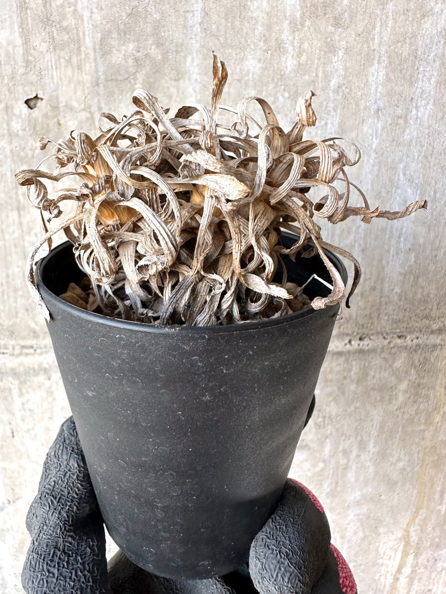 【現品限り】オトンナ・レトロルサ 実生3年【H76】 Othonna retrorsa