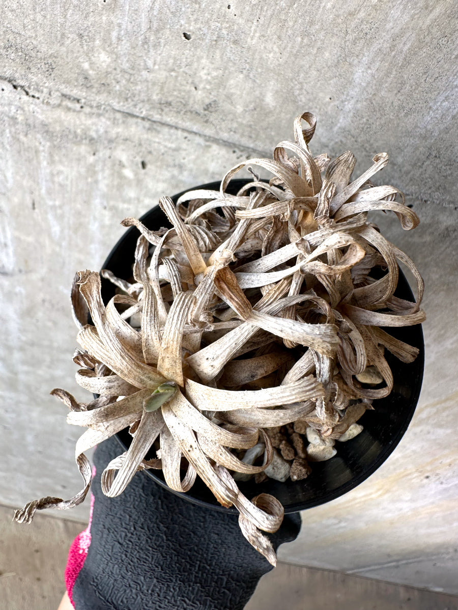 【現品限り】オトンナ・レトロルサ 実生3年【H76】 Othonna retrorsa