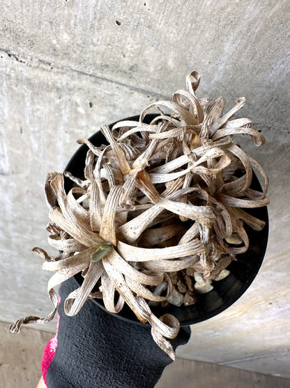 【現品限り】オトンナ・レトロルサ 実生3年【H76】 Othonna retrorsa